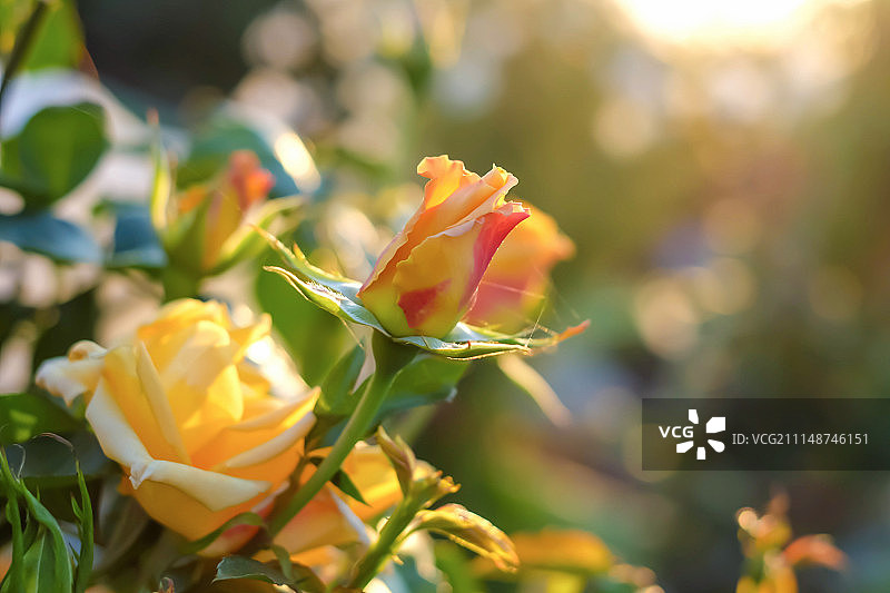 黄玫瑰图片素材