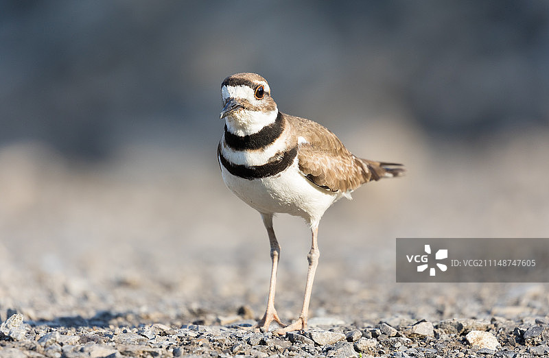 威严的图片素材