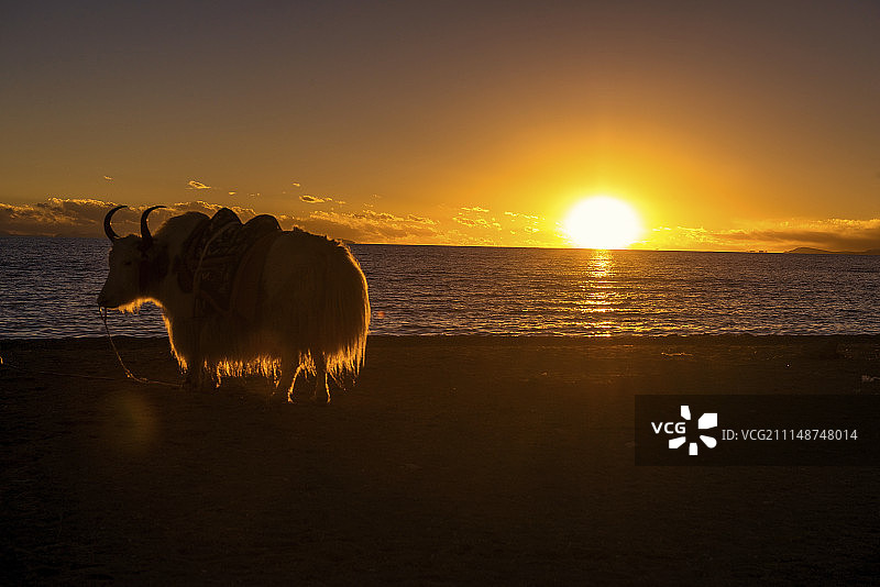 夕阳下的纳木错图片素材