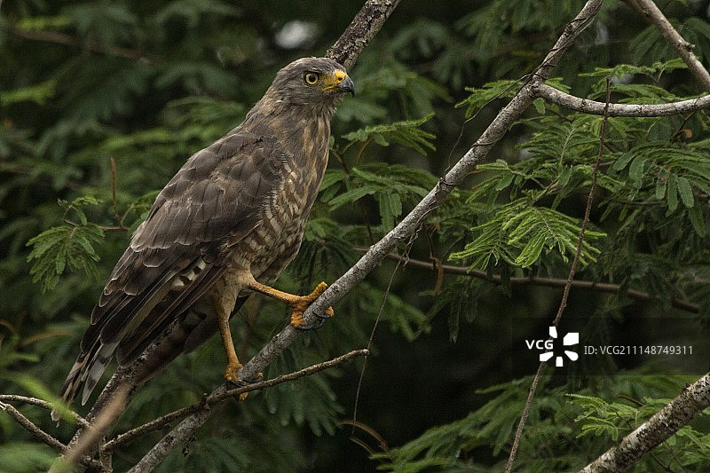 尤卡坦的小鹰图片素材