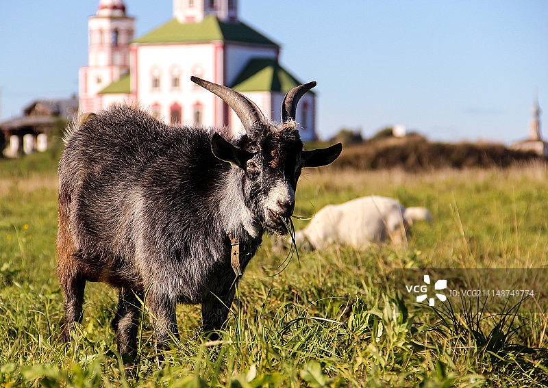 你好！我叫亚沙。图片素材