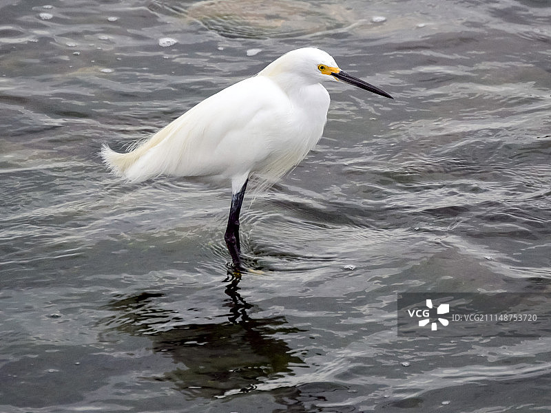 墨西哥湾海滩上的雪鹭图片素材