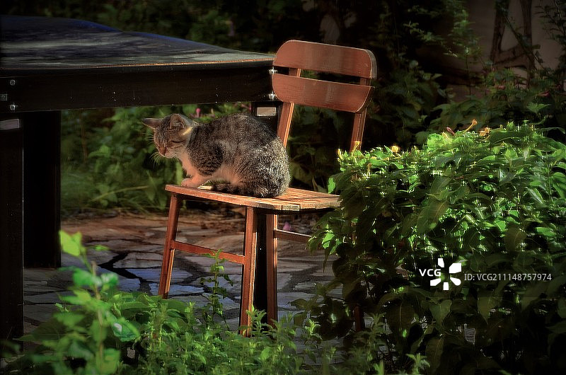 享受日光浴的猫图片素材