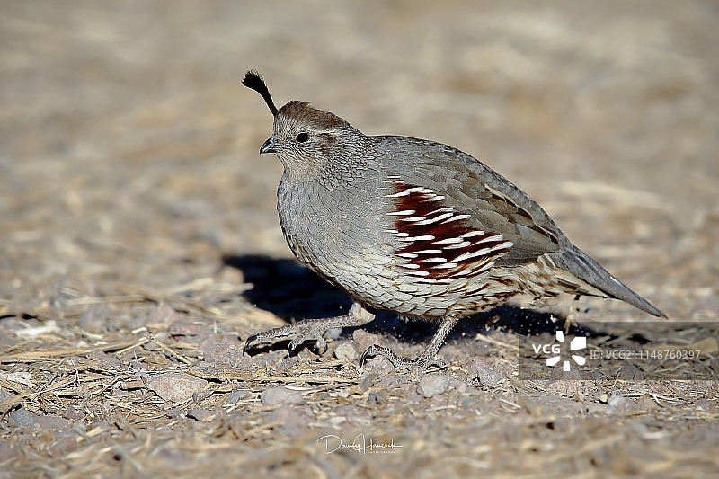 雌性冈贝尔鹌鹑图片素材