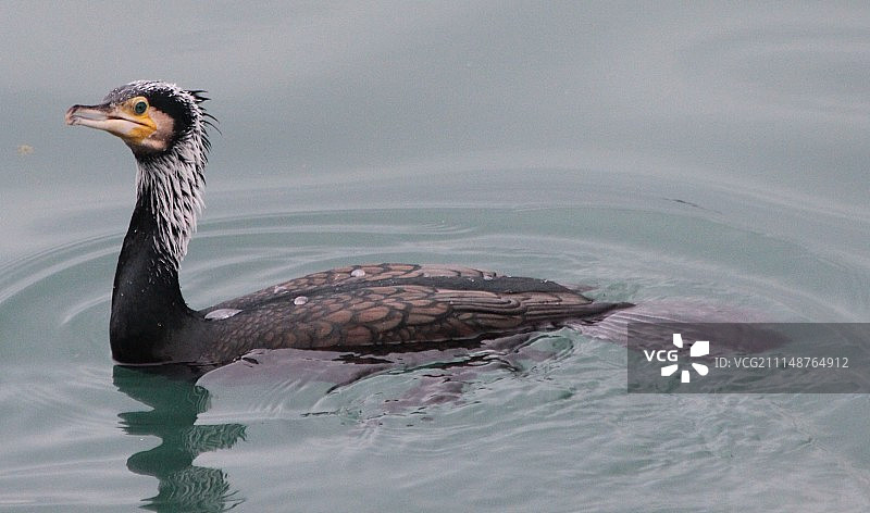 贪婪的人图片素材