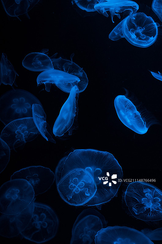 生物发光图片素材