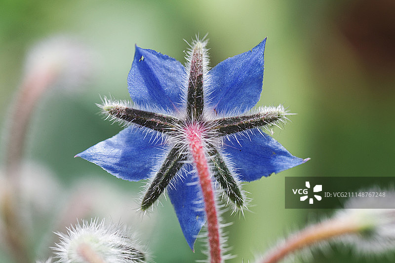 琉璃苣图片素材