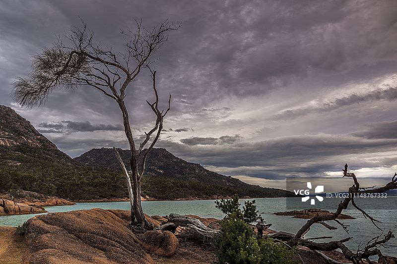 蜜月湾的孤树图片素材