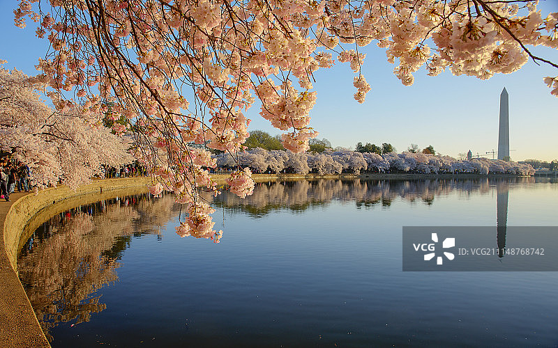 华盛顿樱花季，潮汐湖畔与方尖碑 Washington DC图片素材