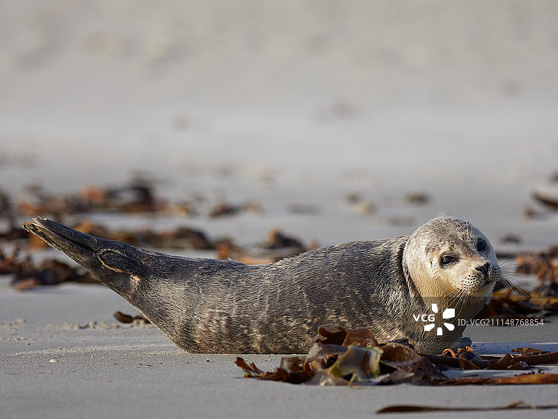 格雷海豹-黑尔戈兰岛图片素材