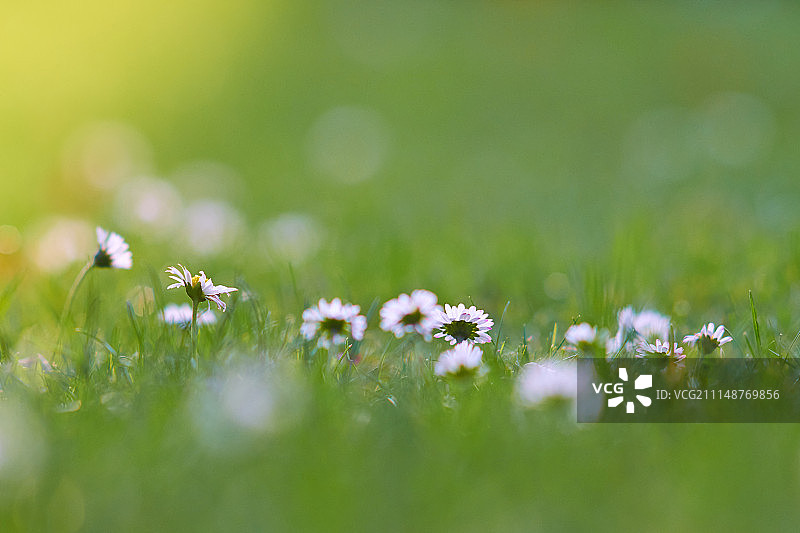 散景中的雏菊图片素材