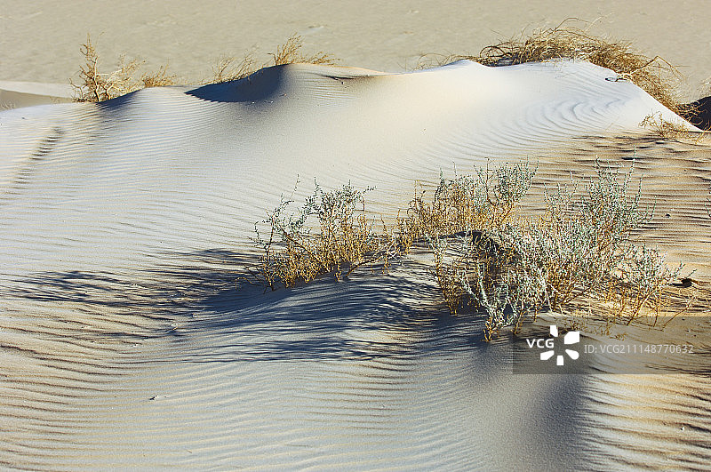 带植物的沙漠沙子纹理图片素材