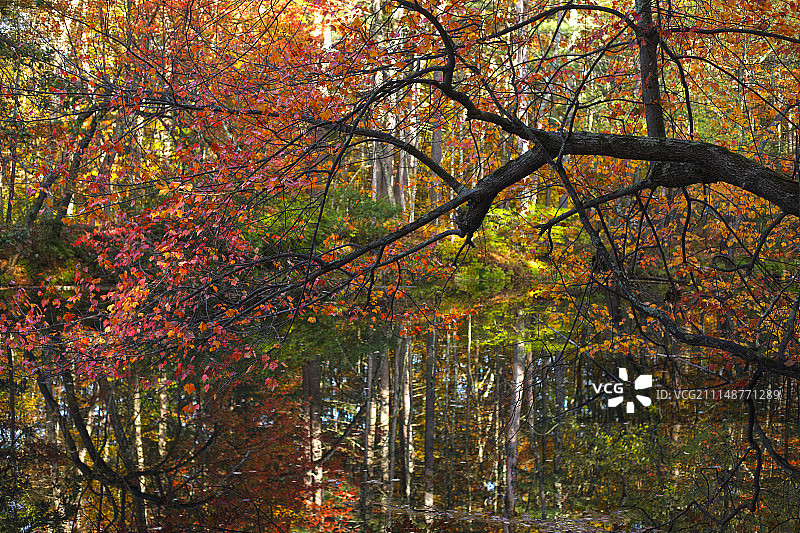 纳舒厄河秋日风光图片素材