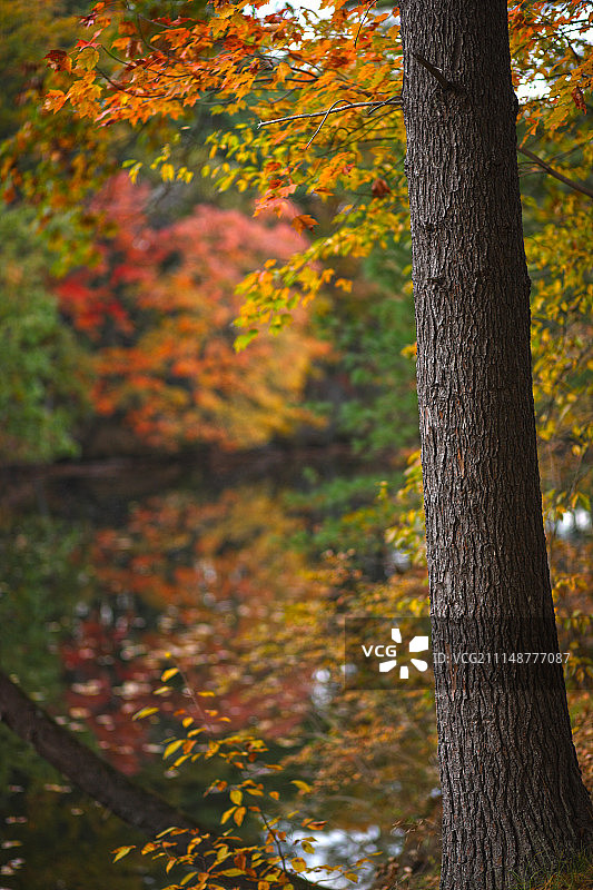 纳舒厄河畔树木景色图片素材