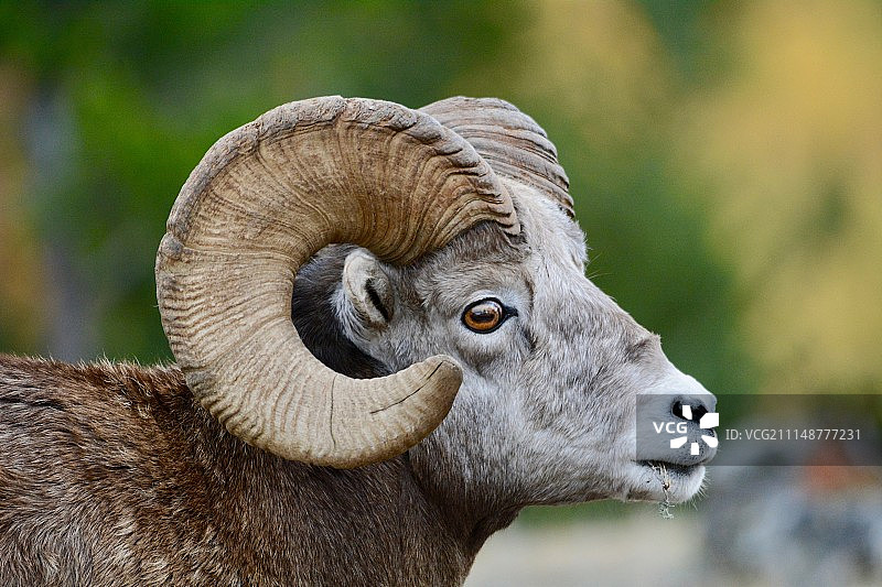 绵羊回望图片素材