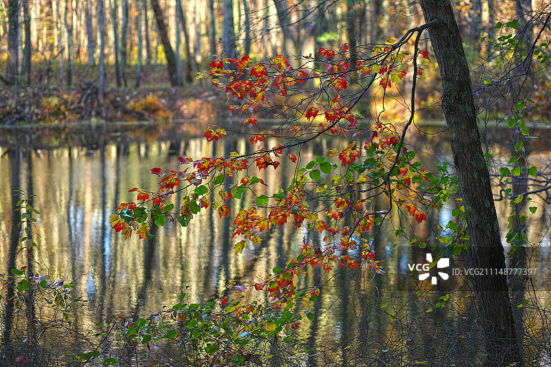 纳舒厄河畔的秋叶图片素材