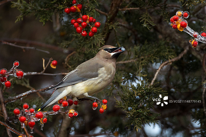 冬季太平鸟图片素材