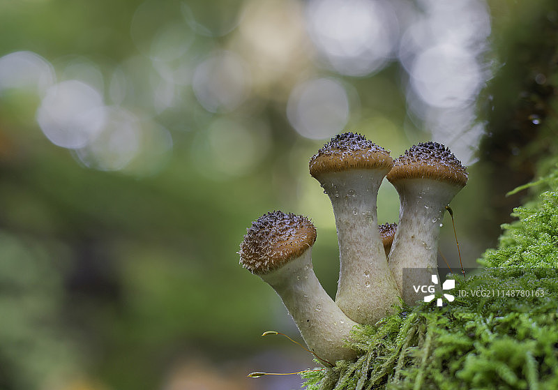 蜜环菌图片素材