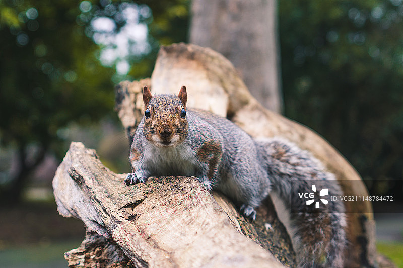 伦敦南部松鼠图片素材