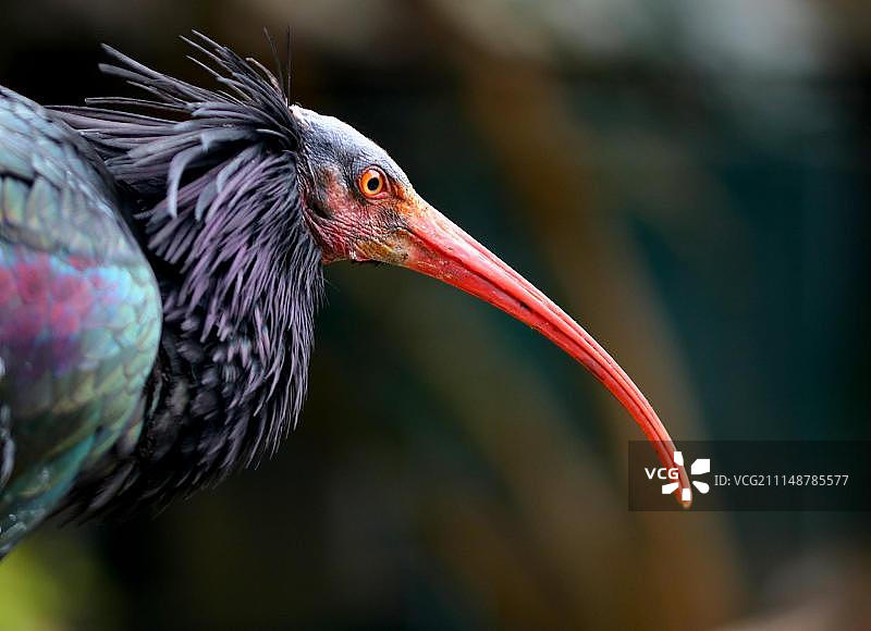 凤头鹮肖像图片素材