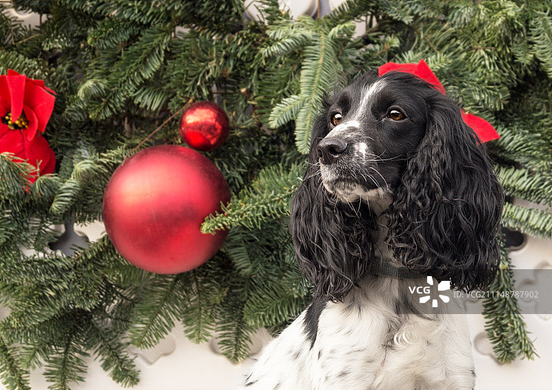 节日宠物狗图片素材