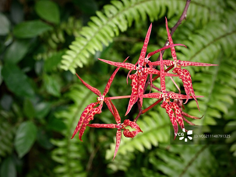 红色与绿色图片素材