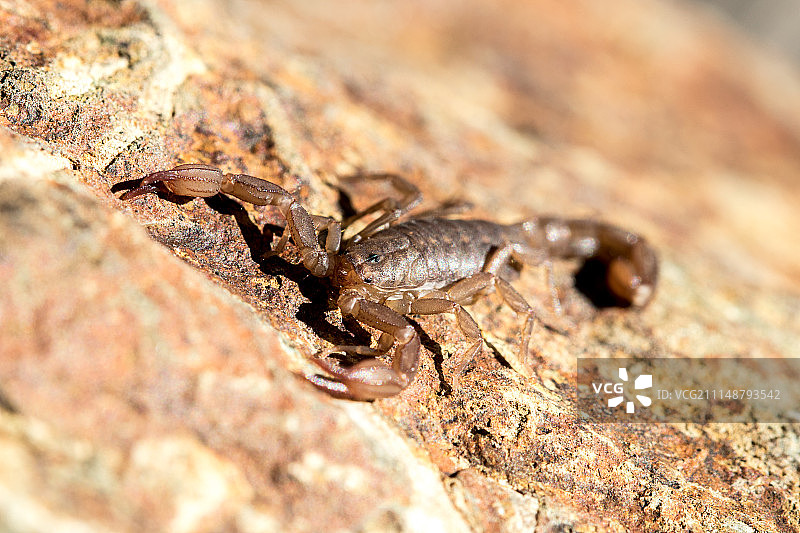 尼尔森照片图片素材
