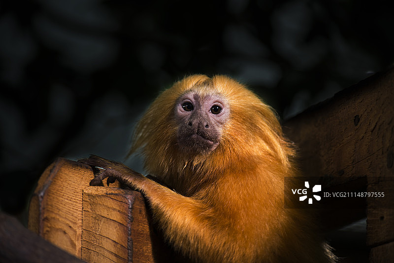 金狮狨图片素材