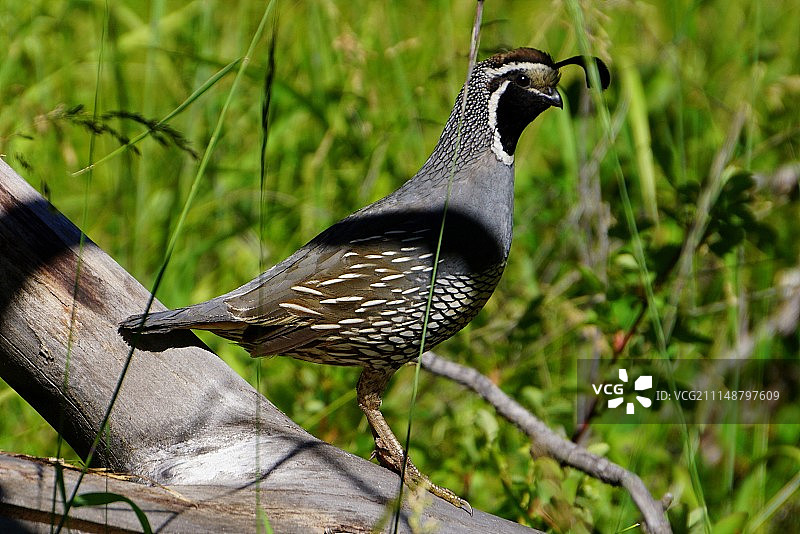 守护鹌鹑图片素材
