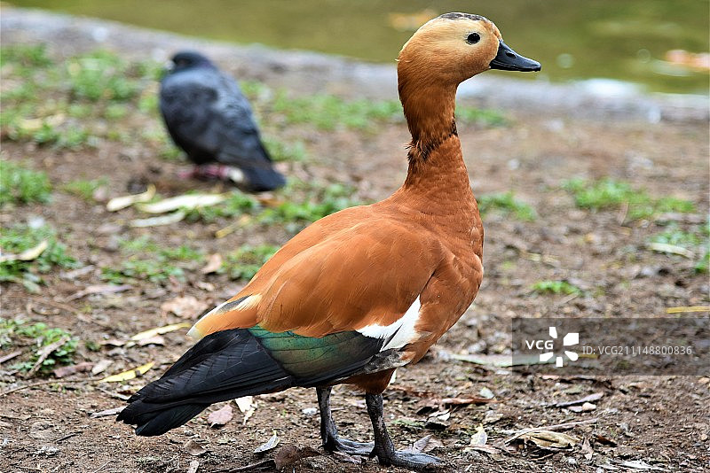 伦敦水禽图片素材