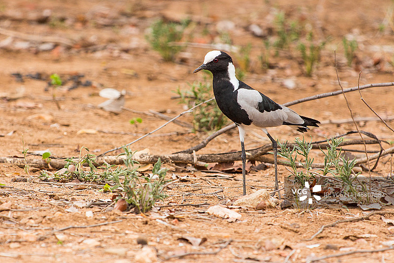 zIMG_4218图片素材