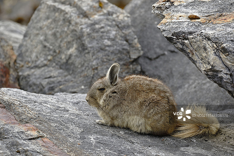 南美洲栗鼠图片素材