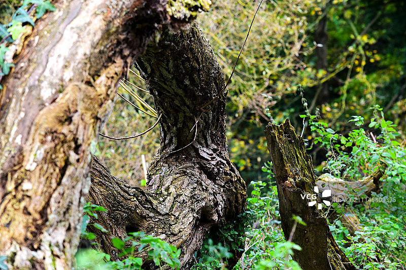 英国德文郡图片素材