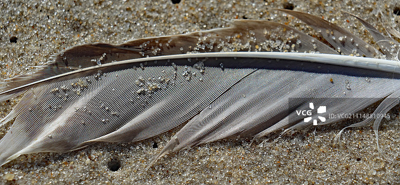 沙质海鸥羽毛图片素材
