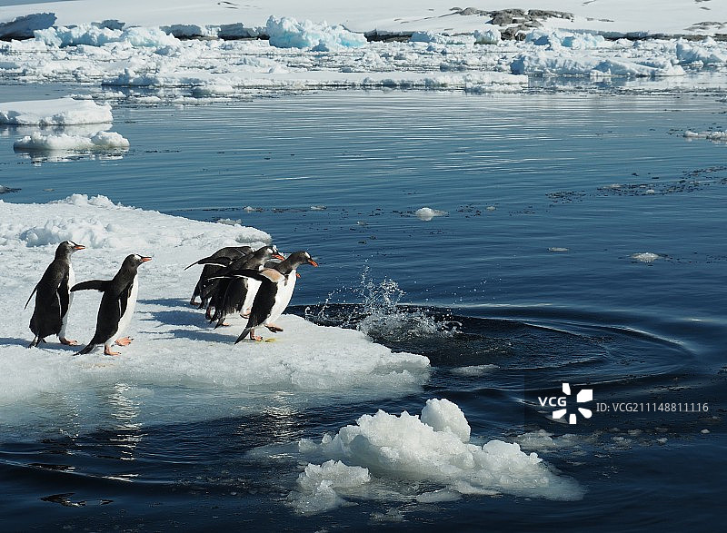 企鹅群#3图片素材