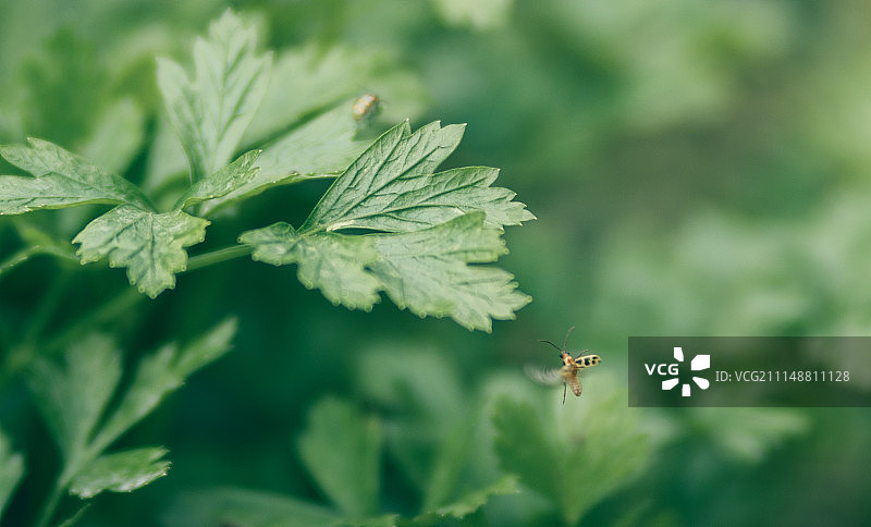 工作蜜蜂图片素材