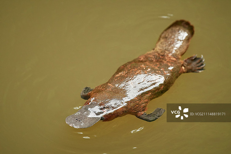 鸭嘴兽图片素材