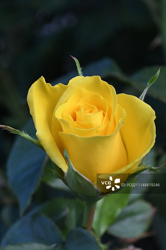 黄色美人图片素材