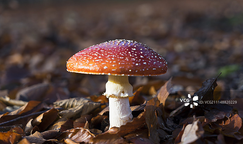毒蝇鹅膏菌图片素材
