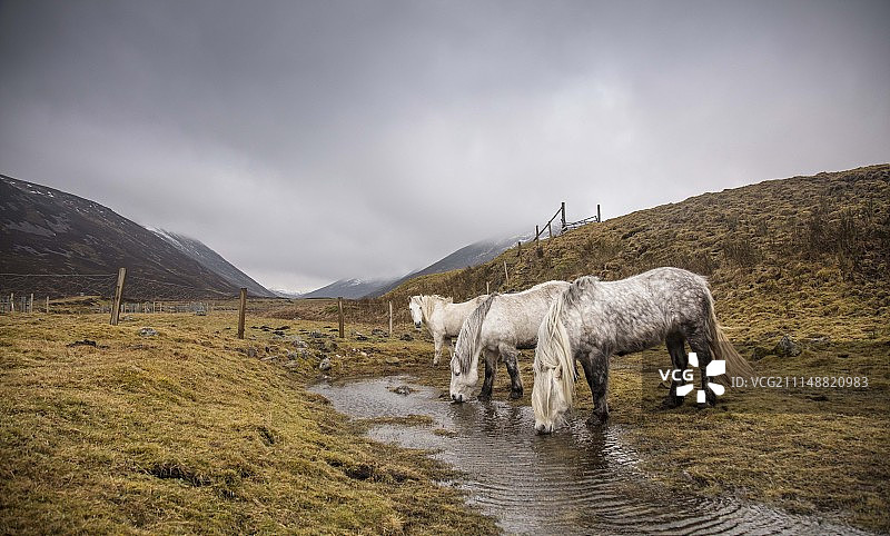 野生小马图片素材