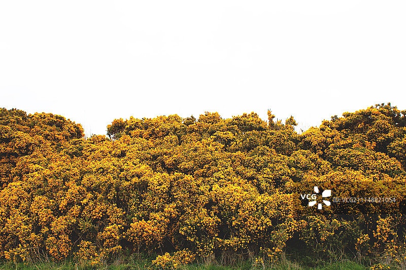 茂盛的金雀花图片素材