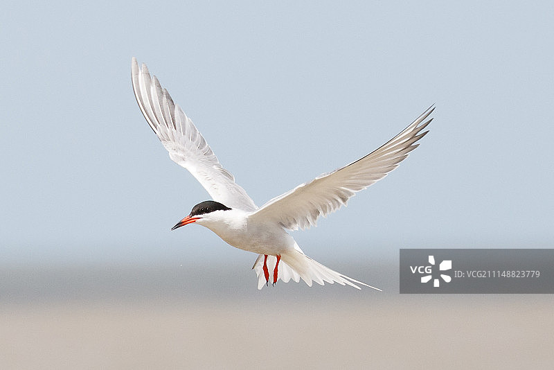 常见的燕鸥图片素材