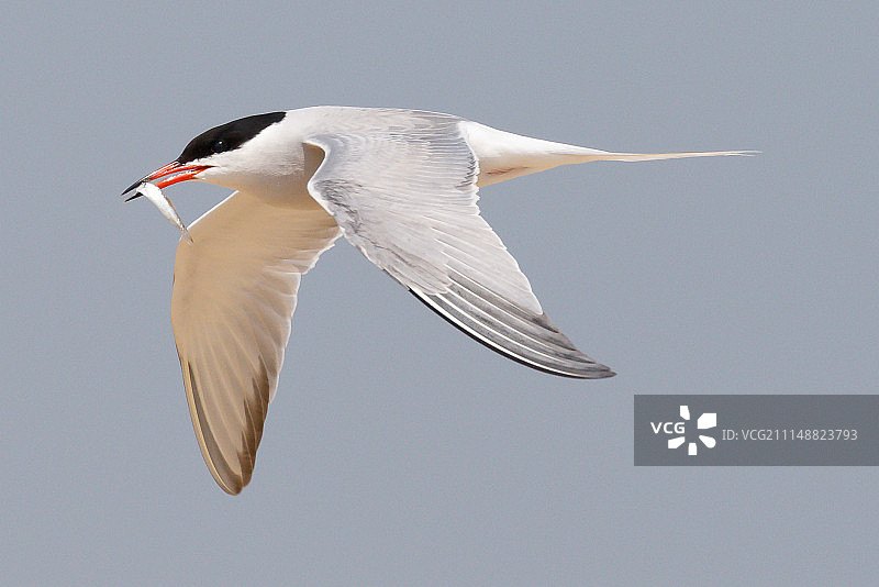常见的燕鸥图片素材