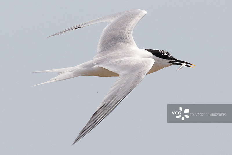 白嘴燕鸥图片素材