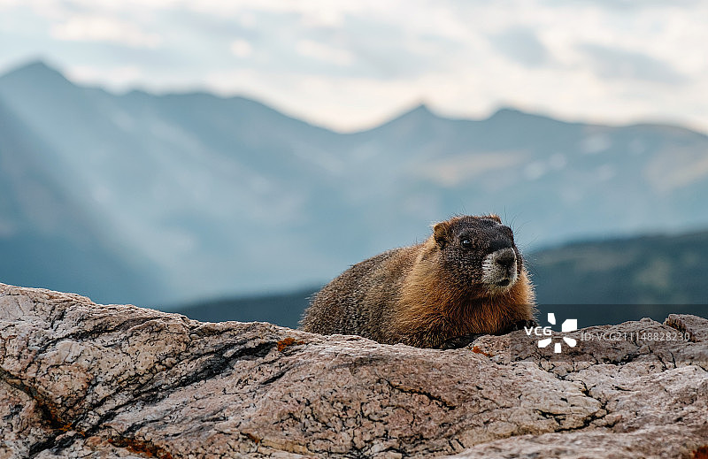 狂野的凝视图片素材