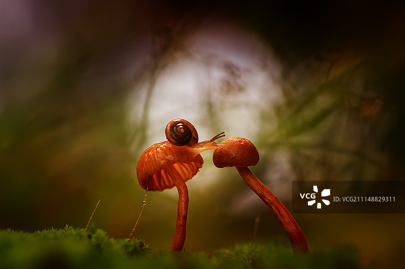 回到线图片素材