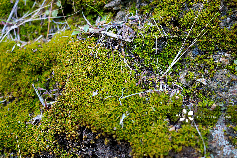 格里菲斯公园的苔藓和地衣图片素材