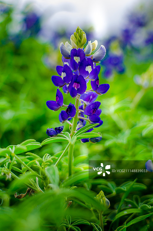 美国德克萨斯州雪松公园的蓝色帽子花图片素材