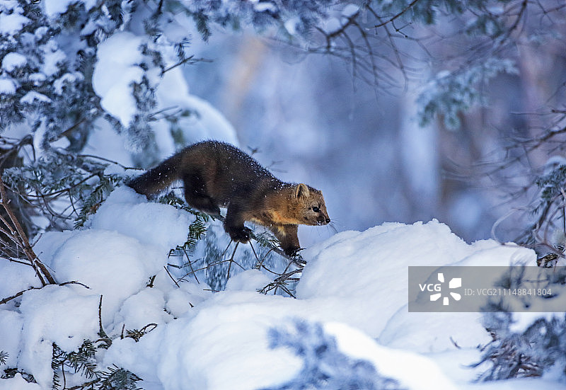 Martes zibellina（紫貂）图片素材