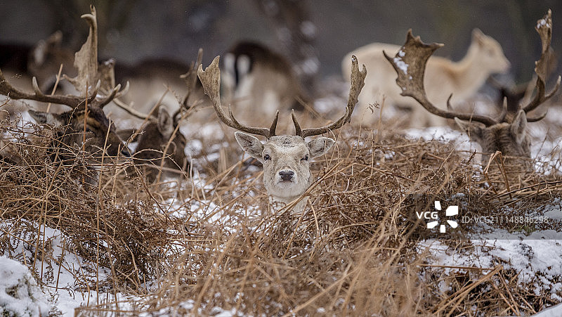 雄性梅花鹿图片素材